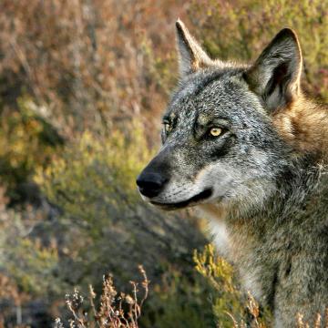 Iberian Wolf, photograph by Andoni Canela