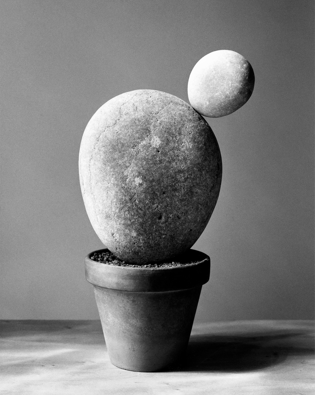 chema madoz cactus