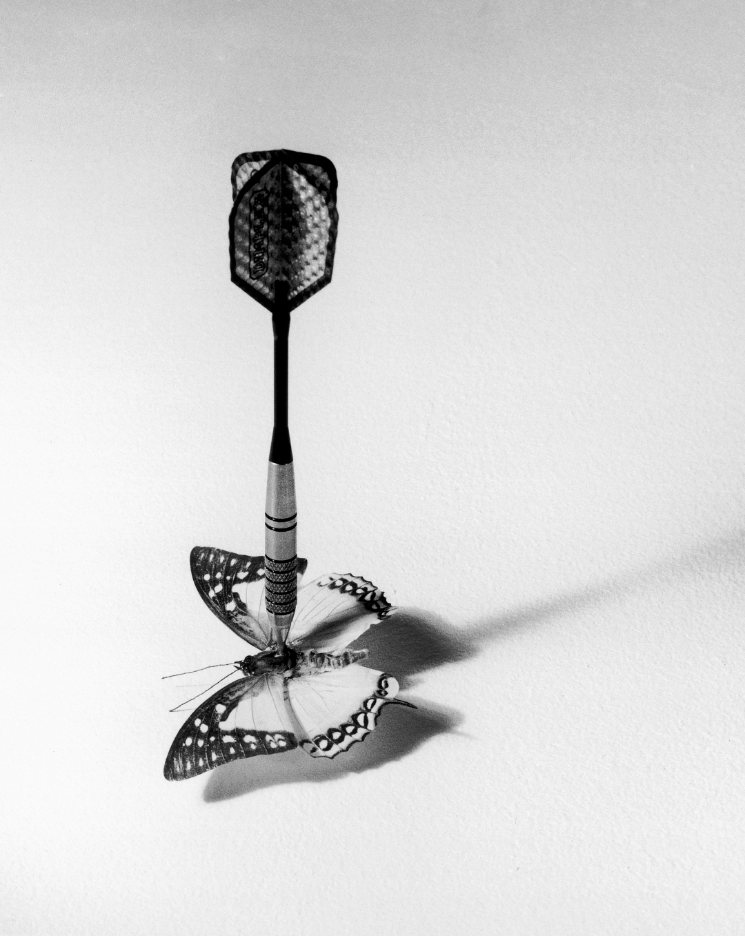 chema madoz mariposa