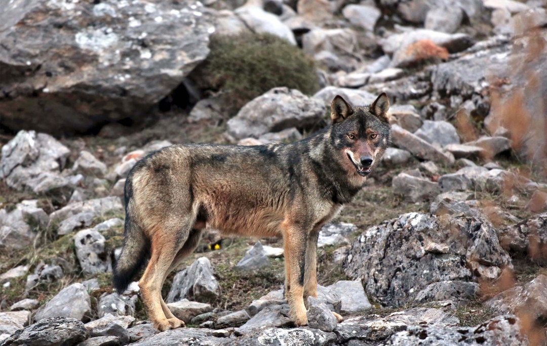 Andoni Canela wrote the book 'Sleeping Among Wolves' as a homage to the Iberian Wolf