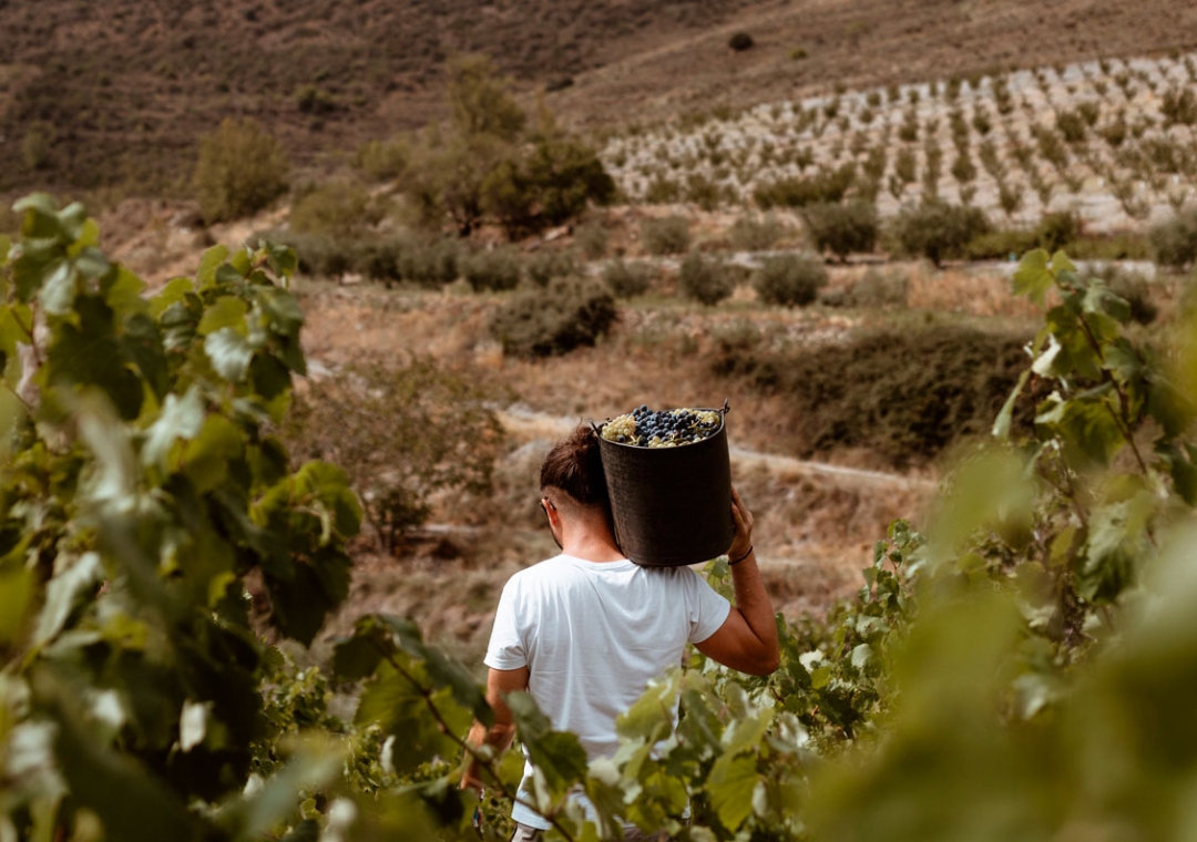 Fernando Mora vive y trabaja en Alpartir (Zaragoza), junto a los viñedos de los que extrae su vino